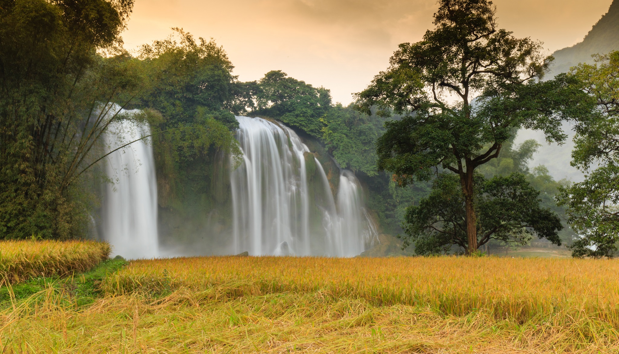 Ảnh cánh đồng lúa vàng 