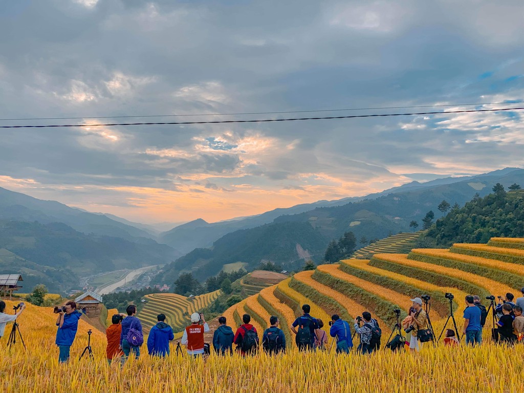 Cánh đồng lúa chín vàng Hà Giang