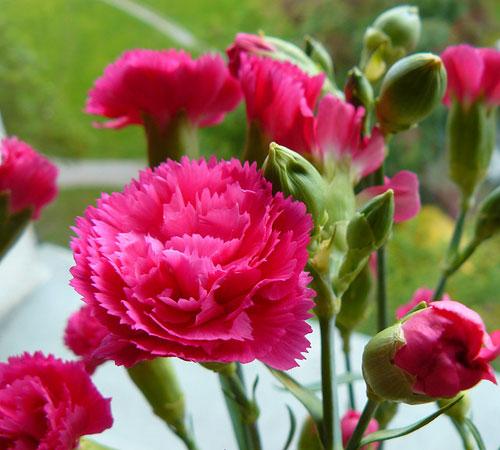 ảnh Nền Màu đen Hoa Cẩm Chướng Tải Xuống Miễn Phí ảnh hoa cẩm chướng màu  tím hoa đẹp Trên Lovepik