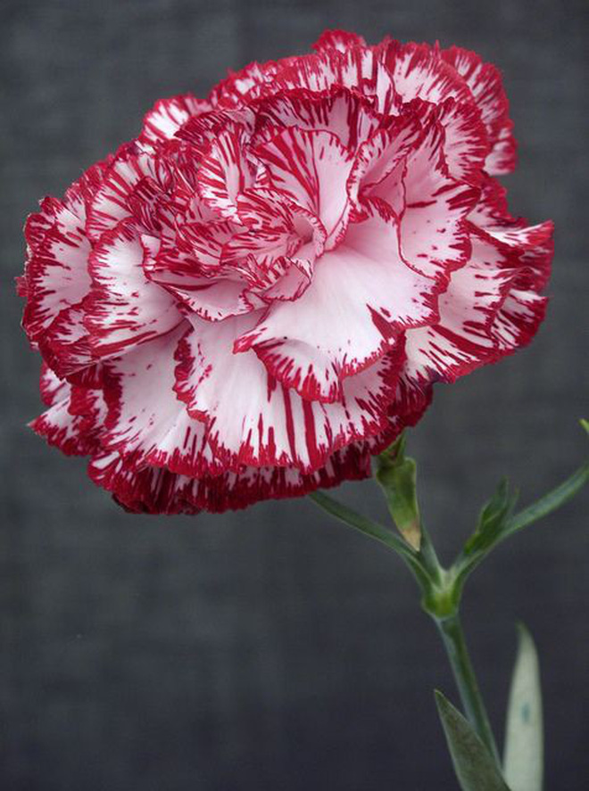 Các hình ảnh hoa cẩm chướng rực rỡ sẽ làm cho bạn cảm thấy thư giãn và đầy sức sống. Hãy khám phá những khoảnh khắc tuyệt vời nhất của hoa cẩm chướng và cùng chúng tôi tận hưởng sắc đỏ tươi sáng này.