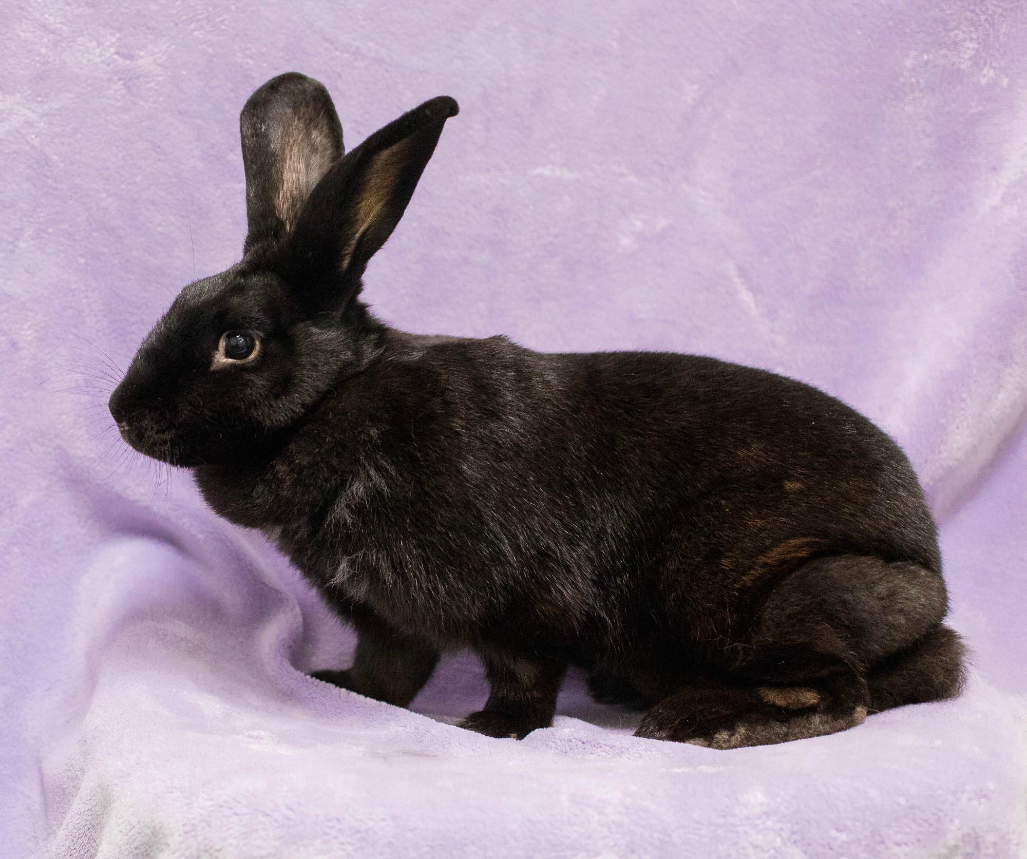 Hình ảnh con thỏ hình tô màu con thỏ dễ thương cho bé  VFOVN