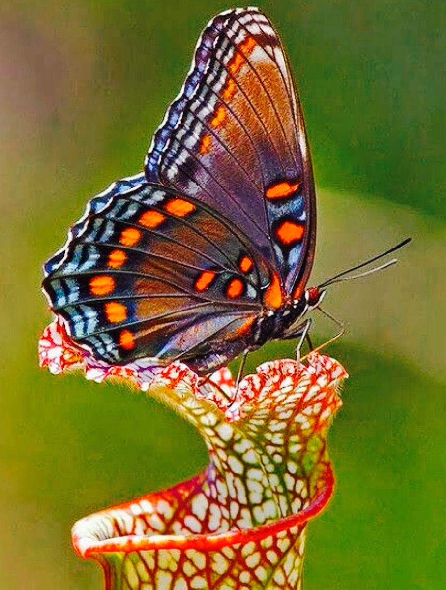 Những hình ảnh con bướm đẹp nhất