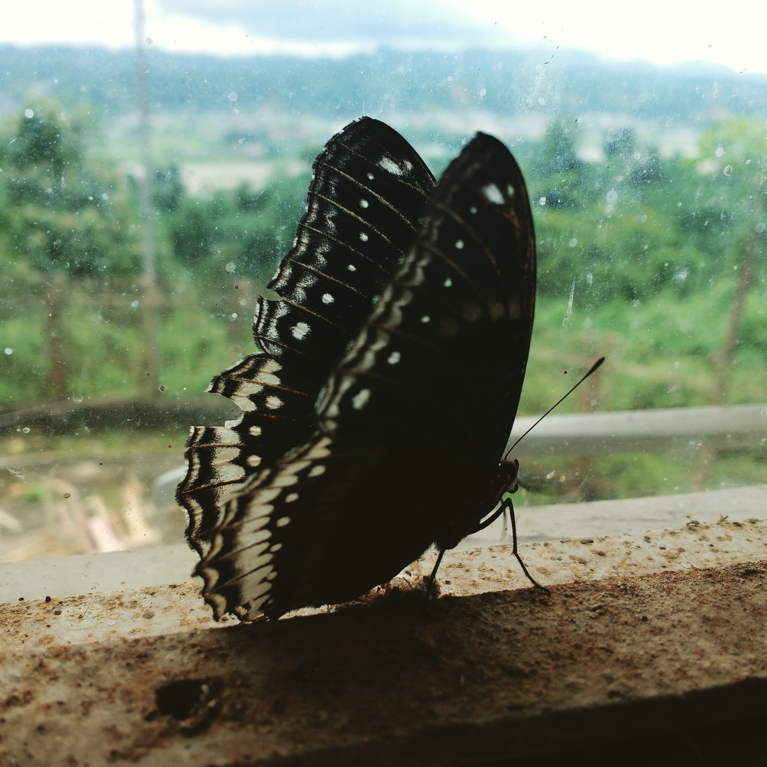 Большая черная бабочка