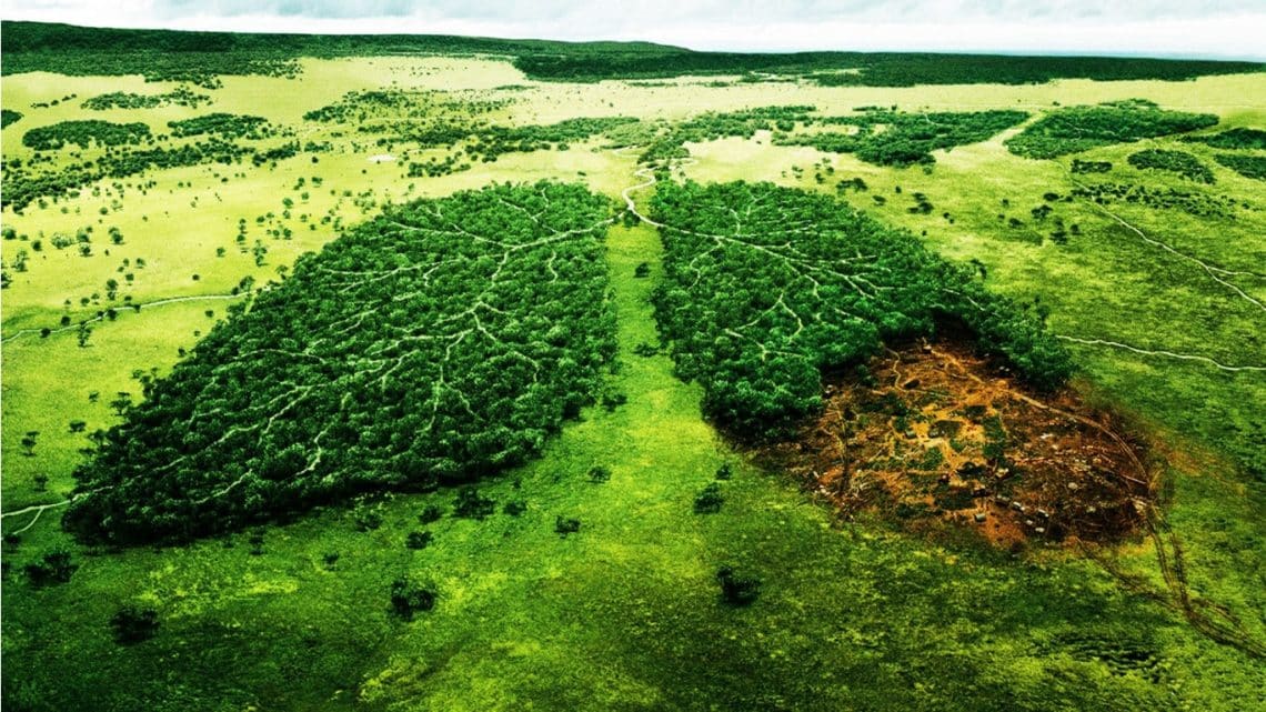 Hình ảnh ý nghĩa về bảo vệ môi trường rừng