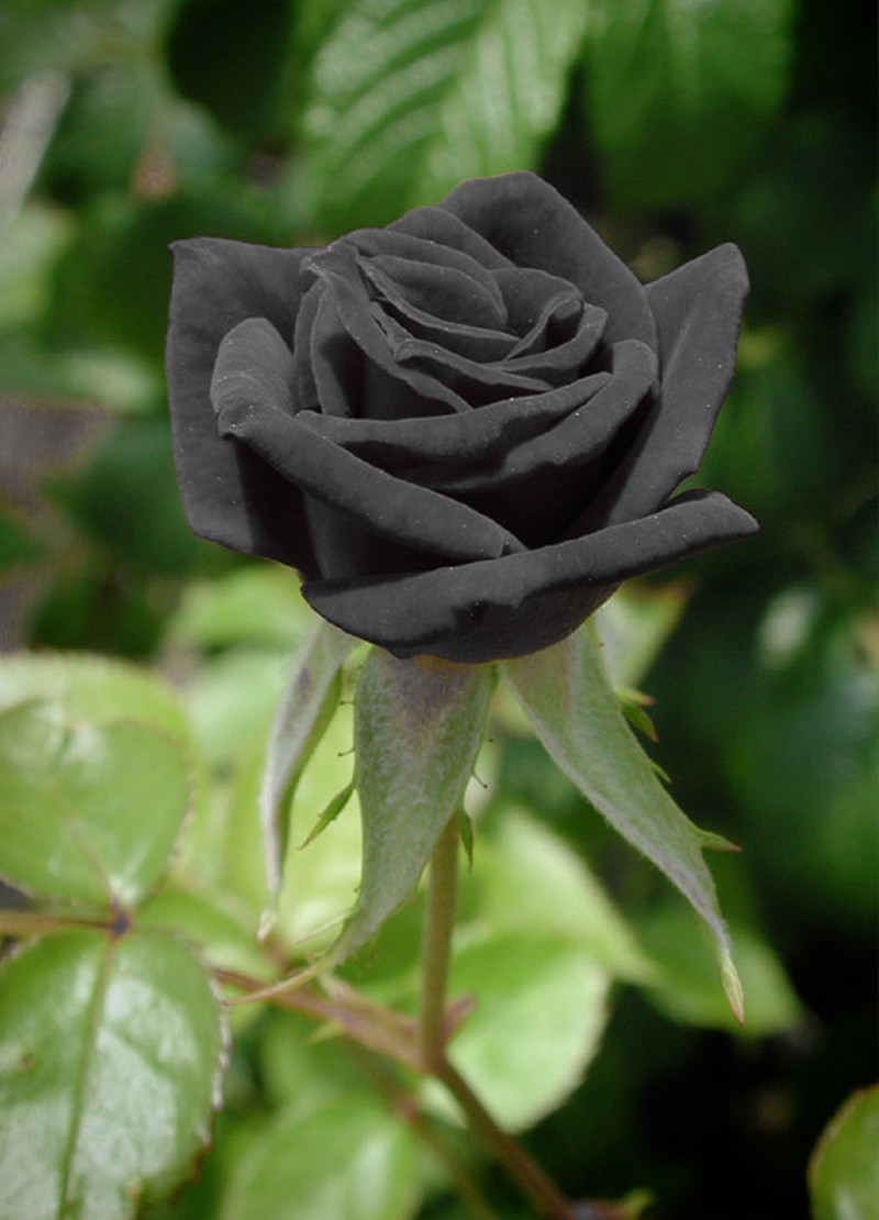 Tổng hợp hơn 52 về hình nền hoa hồng đen hay nhất  cdgdbentreeduvn