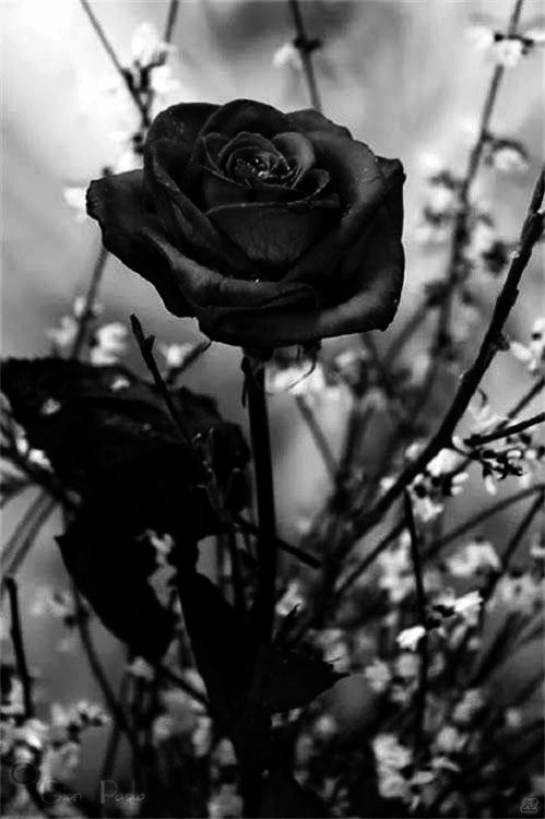 Hình ảnh bông hoa hồng đen buồn cực đẹp