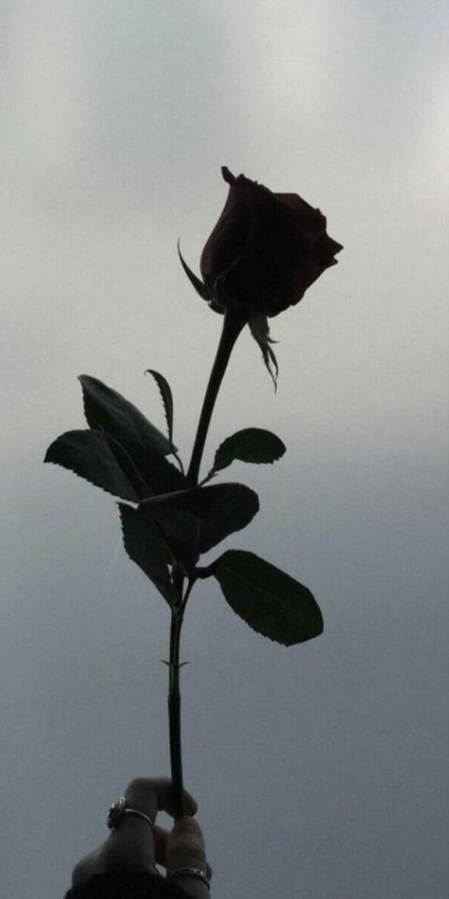Hình ảnh bông hoa hồng đen cực buồn
