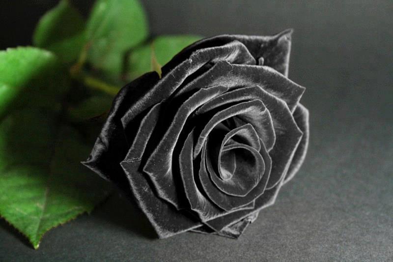 Hình ảnh bông hoa hồng đen 