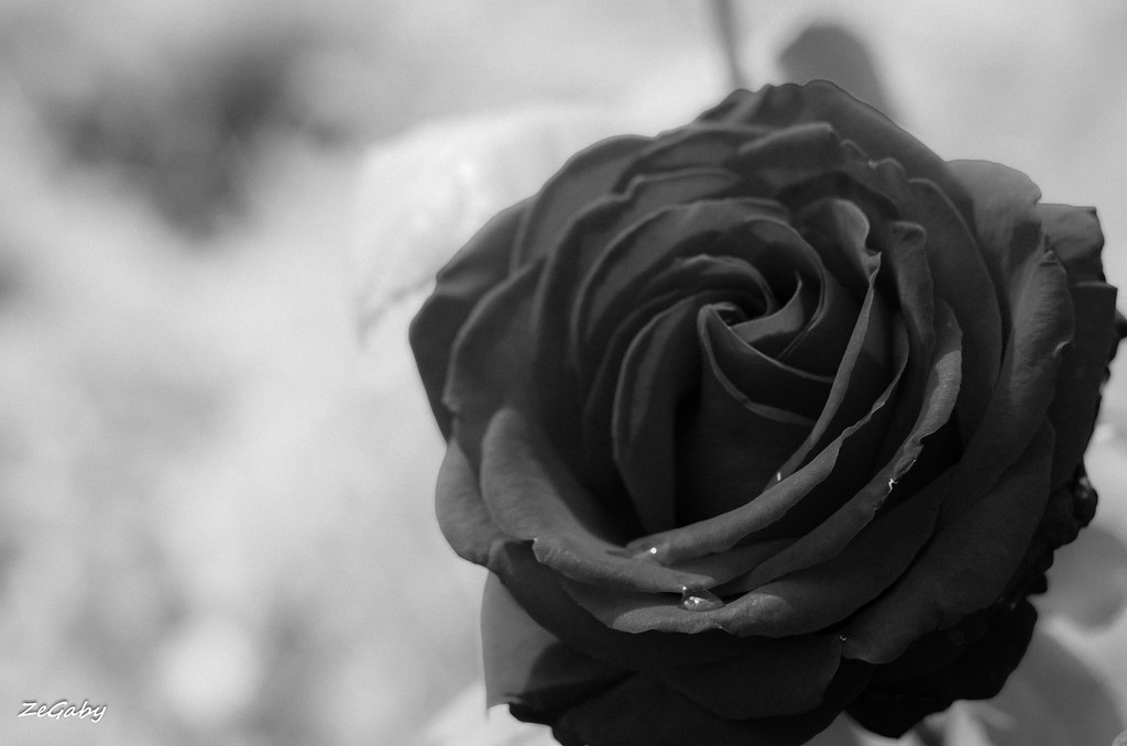 Hình ảnh bông hoa hồng đen