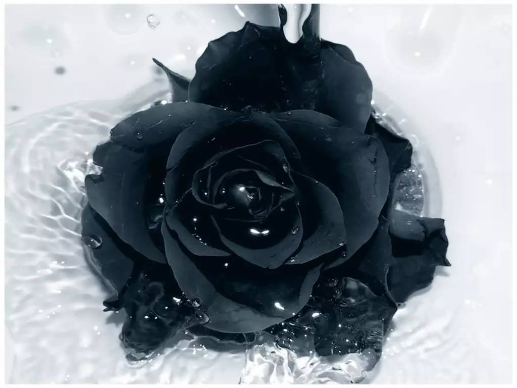 Hình ảnh hoa hồng đen buồn cực đẹp
