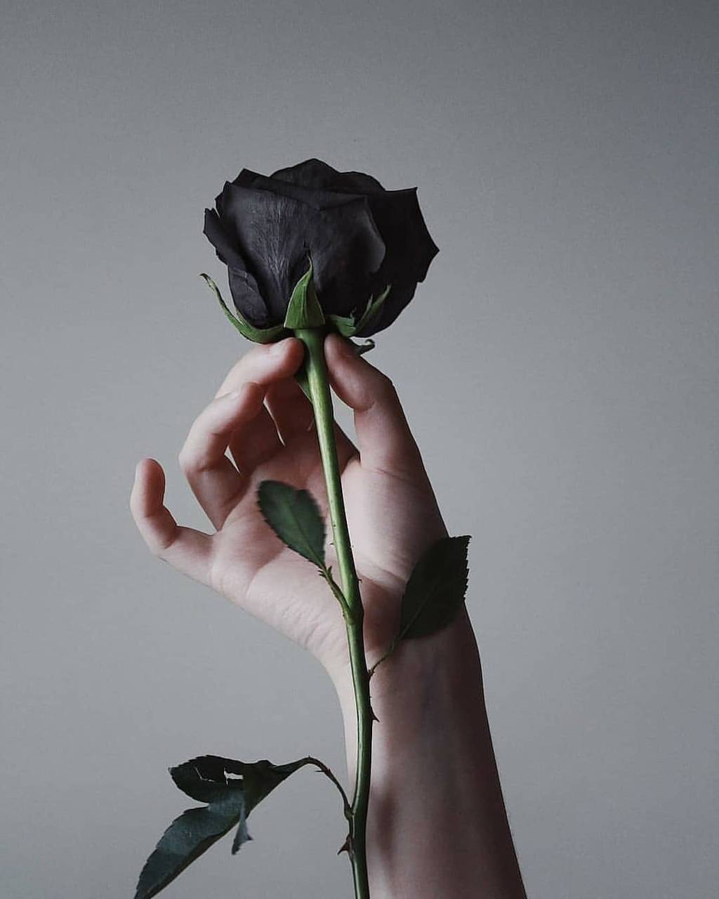 Hình ảnh hoa hồng đen buồn đẹp