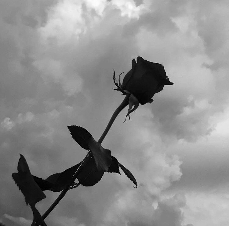 Hình ảnh hoa hồng đen cực buồn