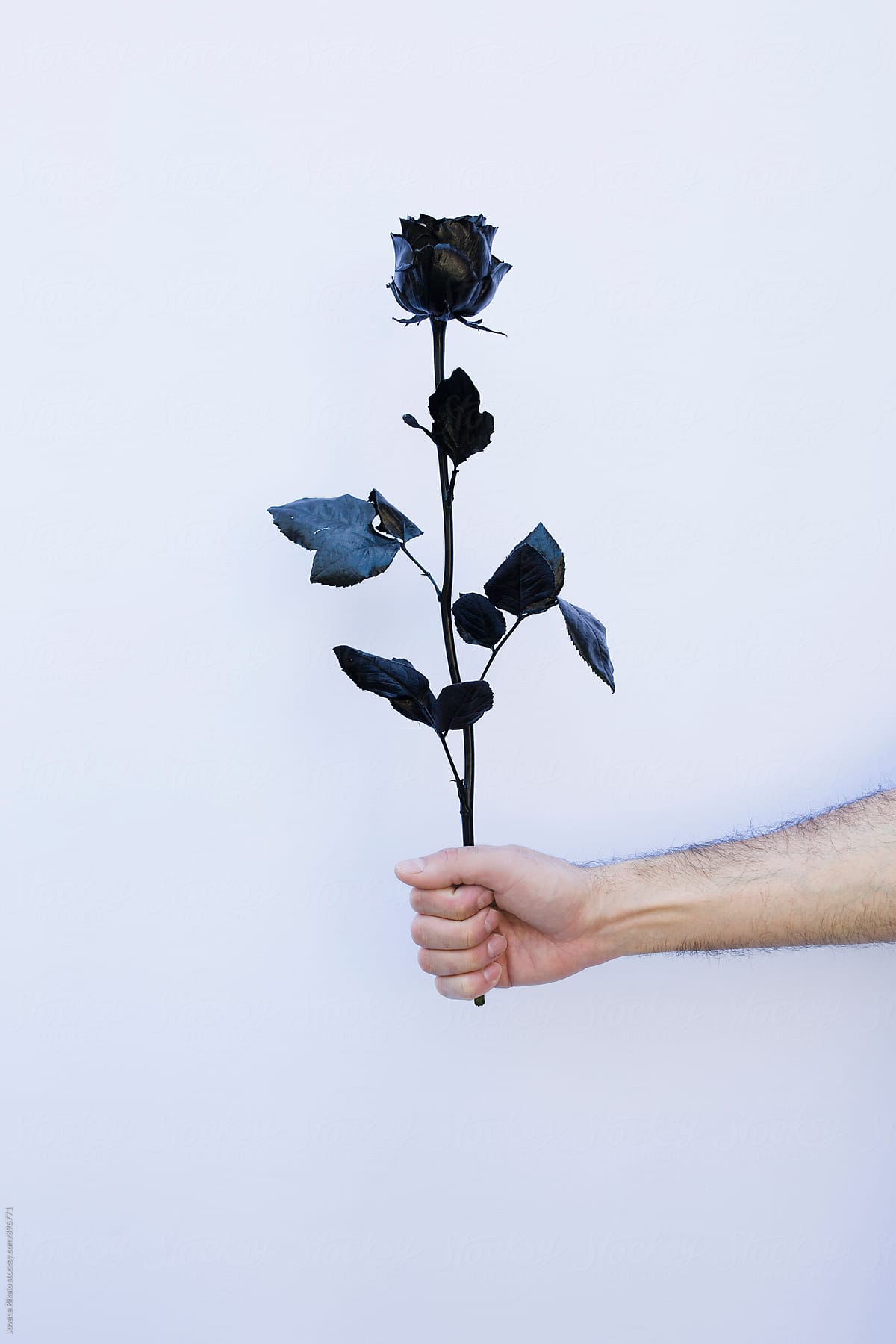 Hình ảnh hoa hồng đen đẹp buồn nhất