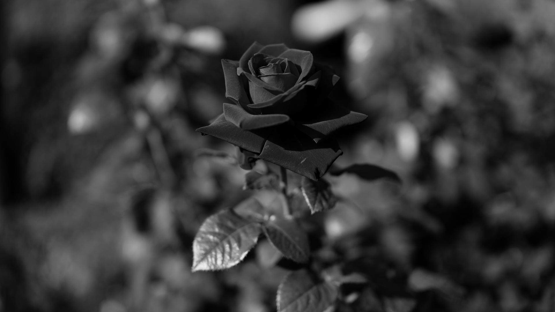 Hình ảnh hoa hồng đen đơn giản