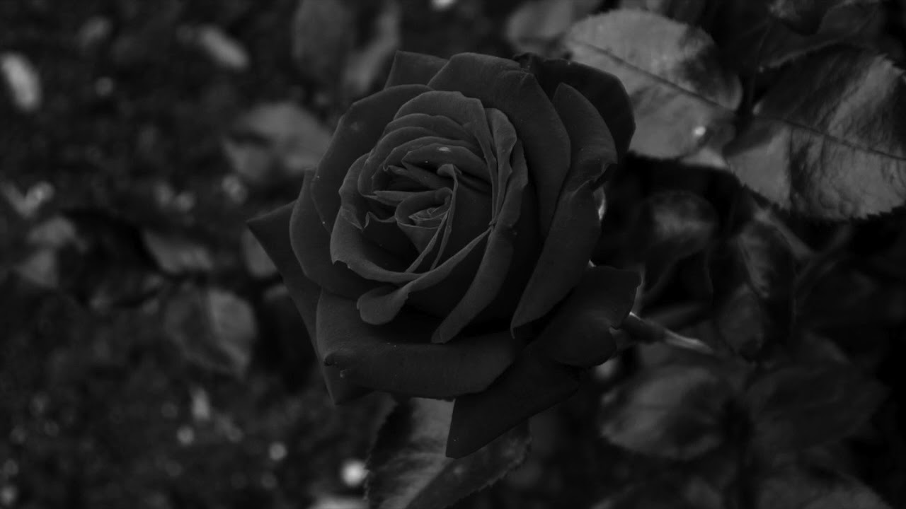 Hình ảnh hoa hồng đen thất tình