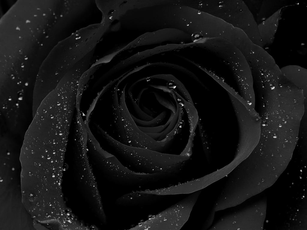 Hình ảnh hoa hồng đen tuyền
