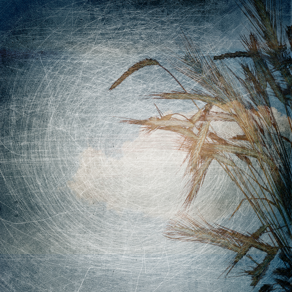 Hình ảnh background vintage bông lúa