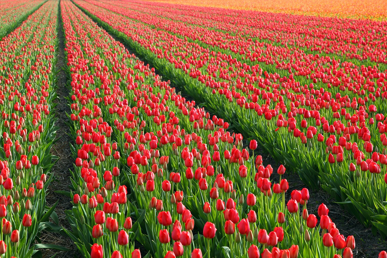 Hình ảnh hoa Tulip đẹp