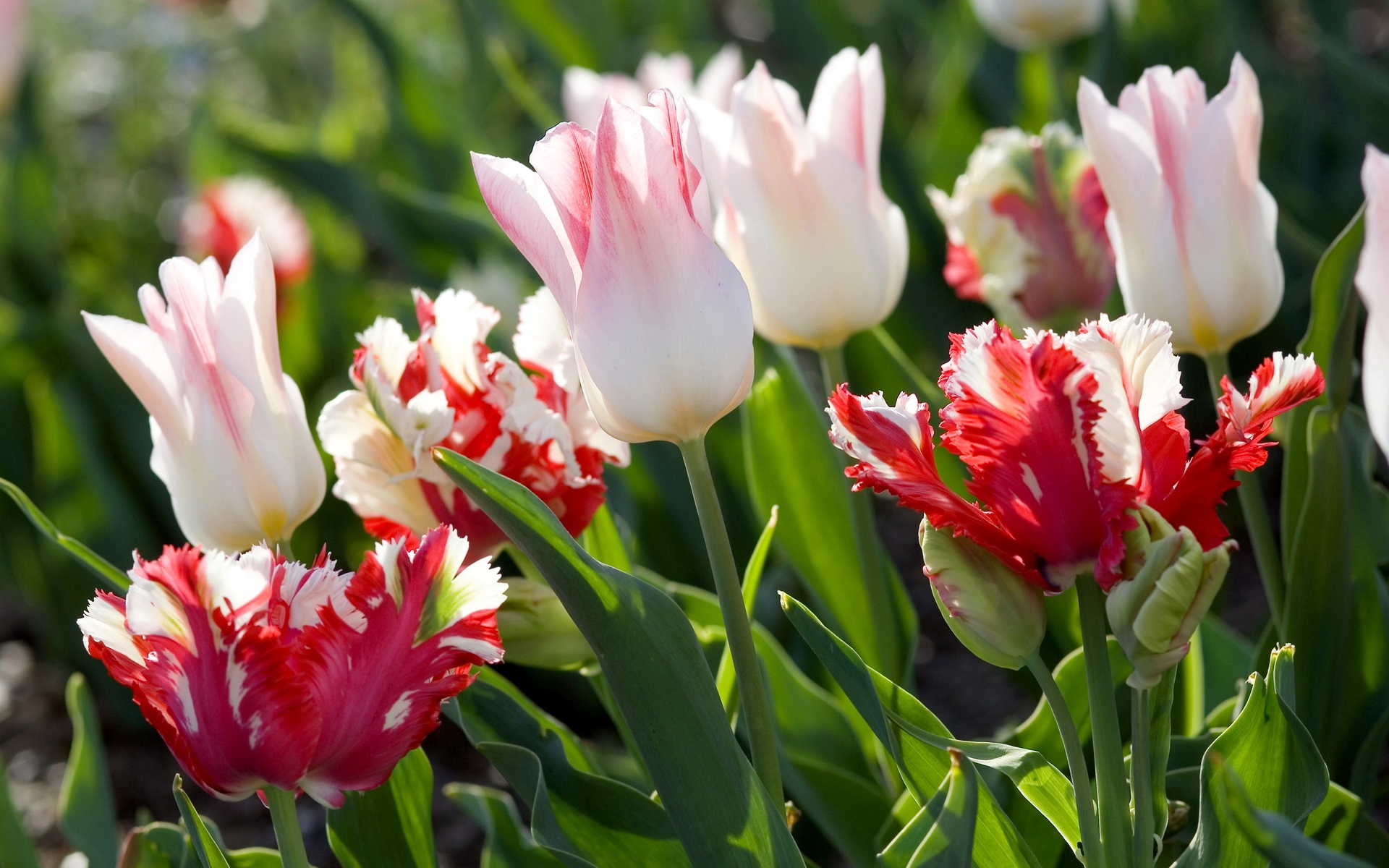 Ảnh hoa Tulip đẹp, rực rỡ nhất