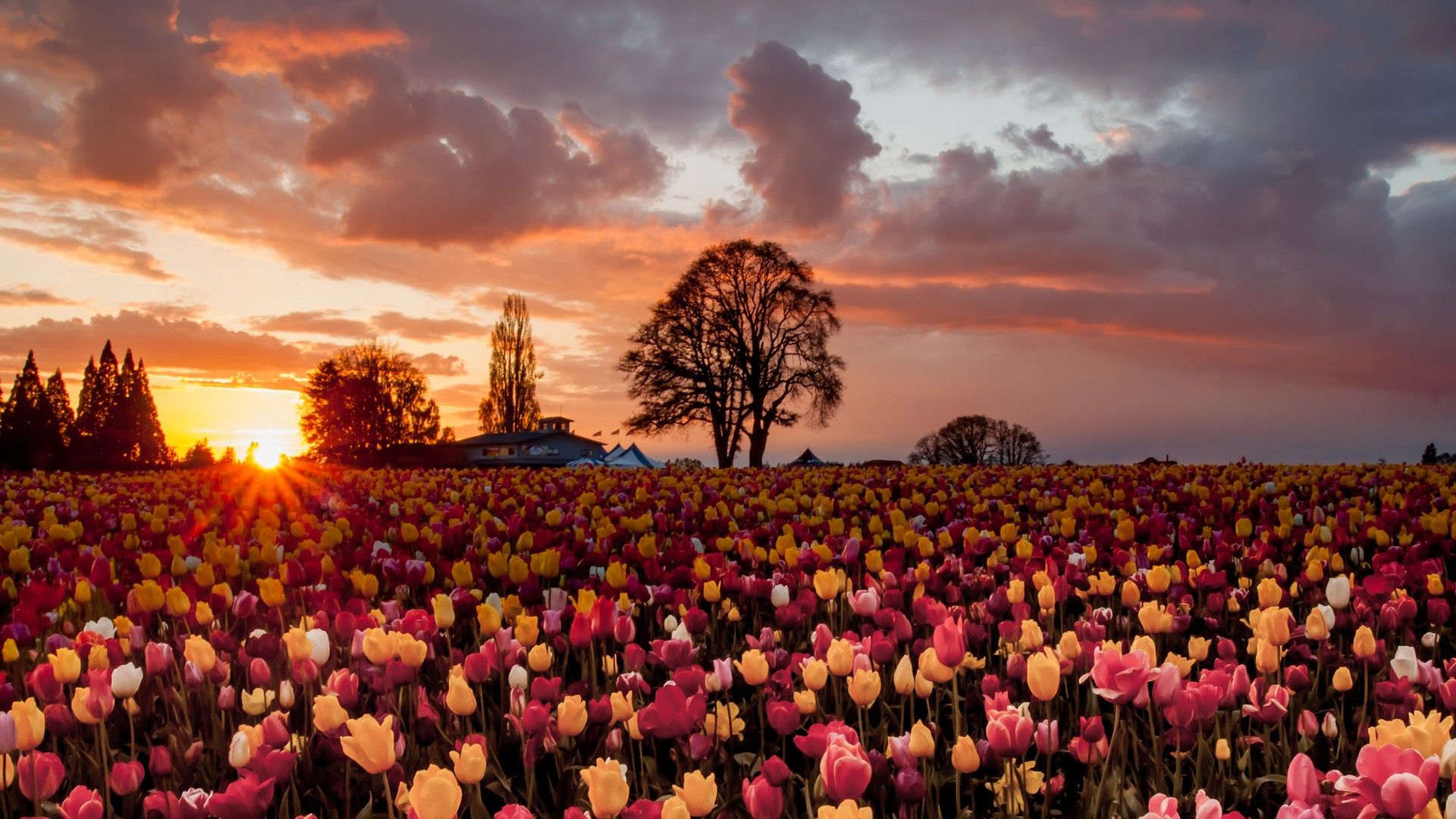 Cánh đồng hoa Tulip lúc hoàng hôn