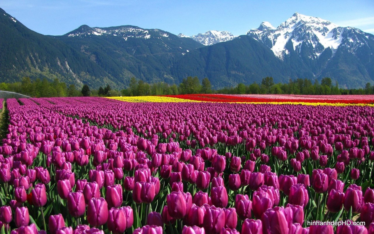 Cánh đồng hoa Tulip tím đẹp