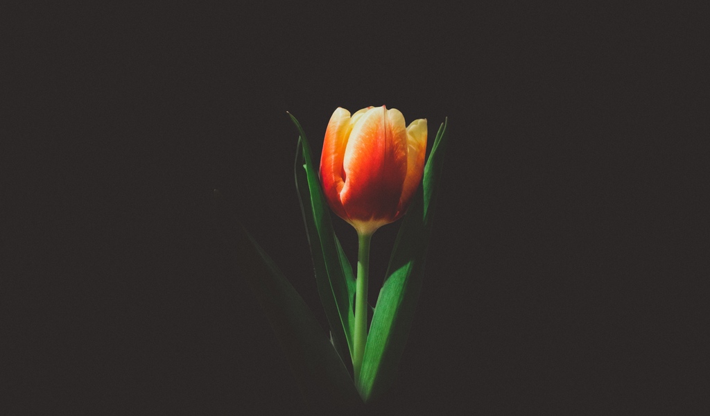 Hình ảnh đẹp nhất về hoa Tulip