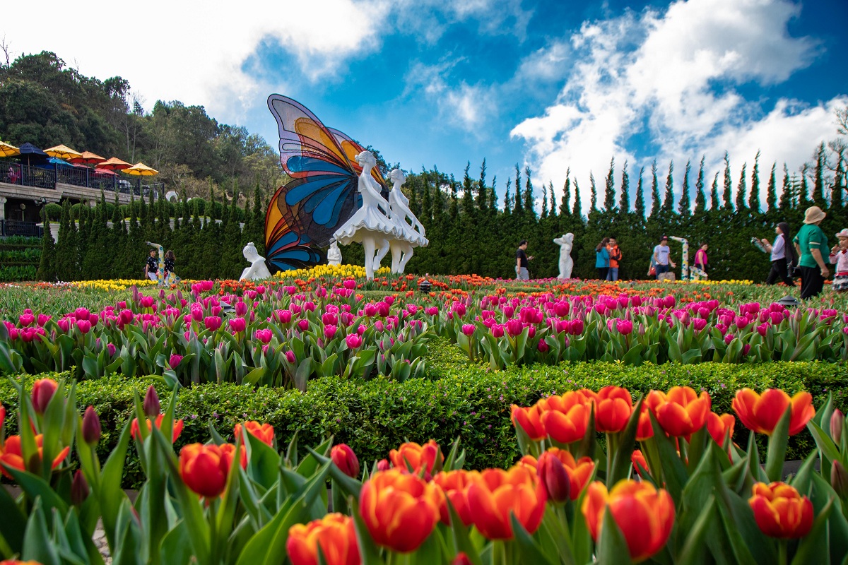 Hình ảnh vườn hoa Tulip