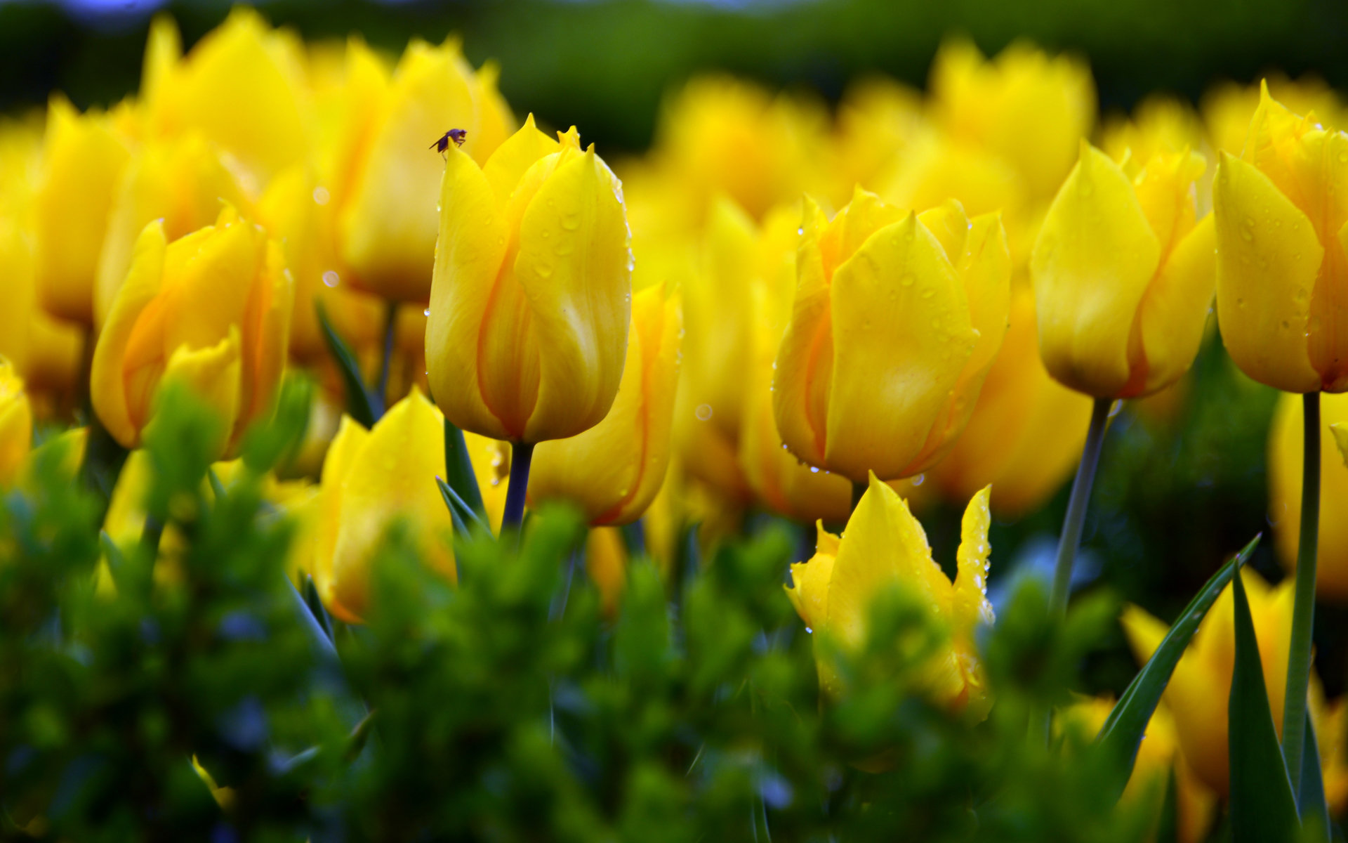 Hình hoa Tulip đẹp rực rỡ