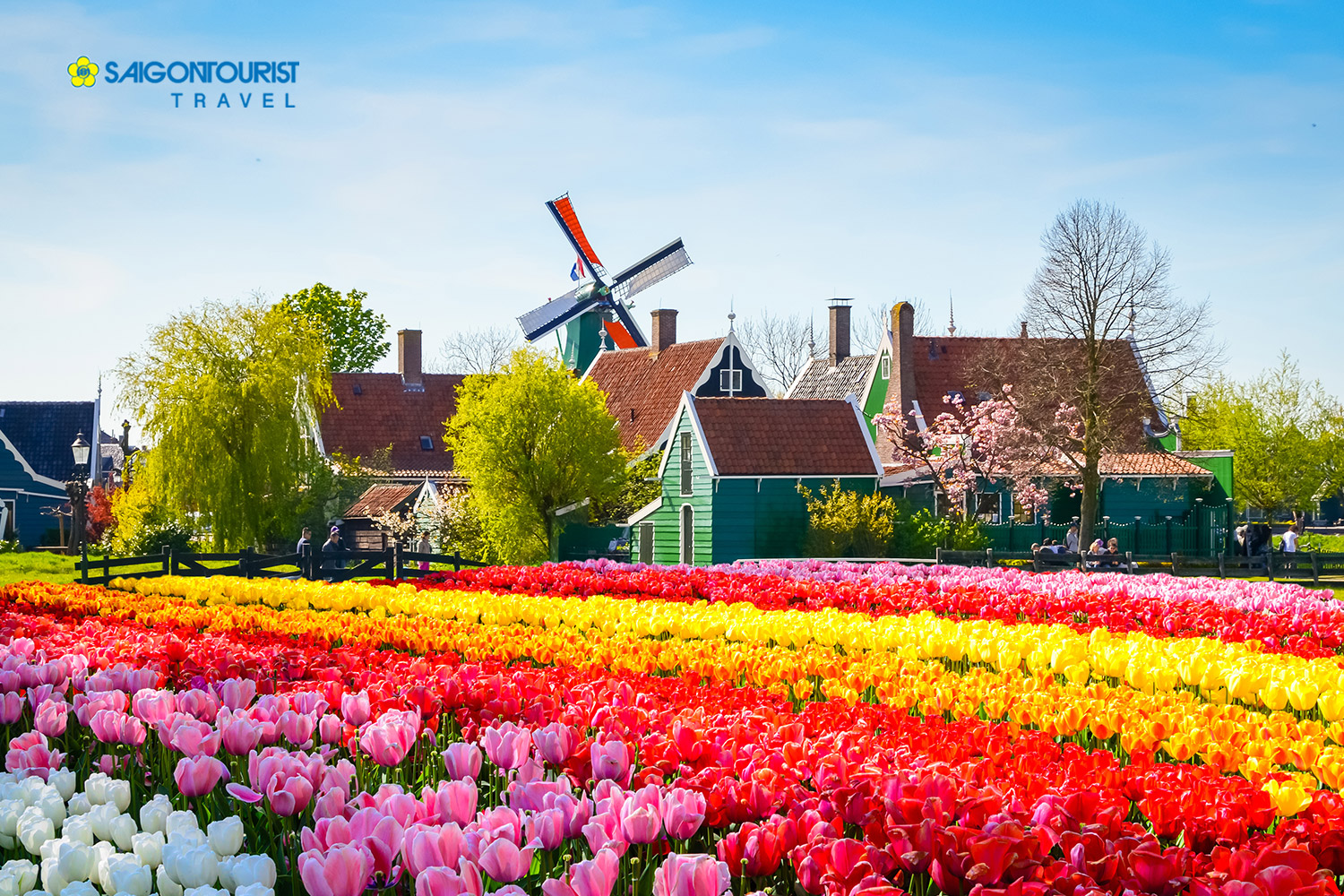 Lễ hội hoa Tulip Hà Lan