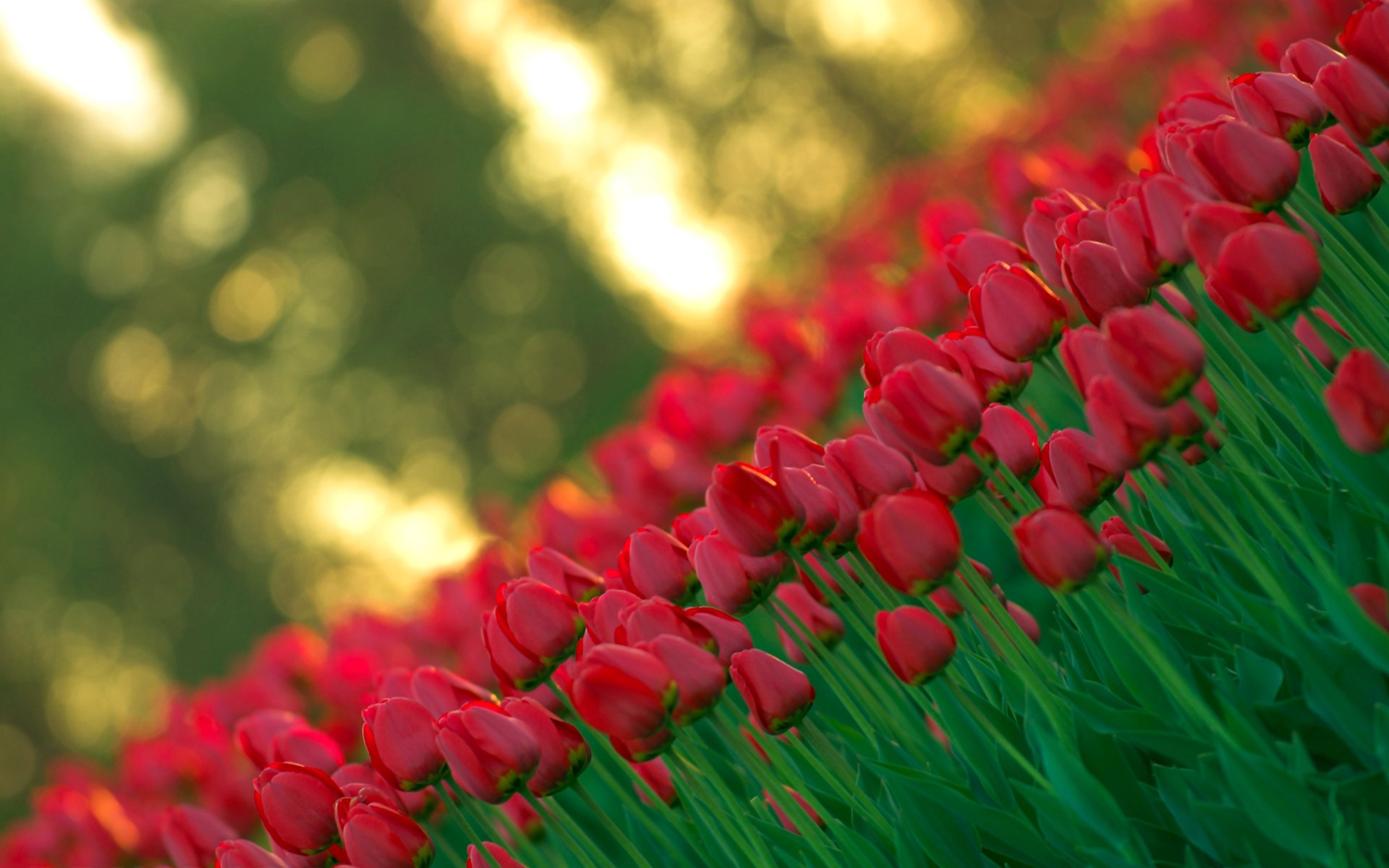 Pretty red tulips wallpaper