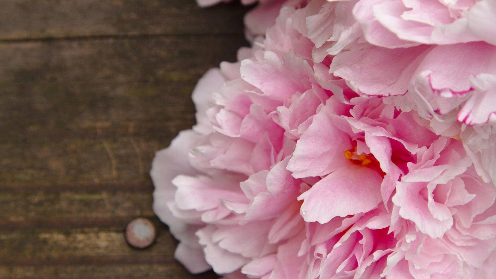 Hình nền hoa mẫu đơn hồng tuyệt đẹp